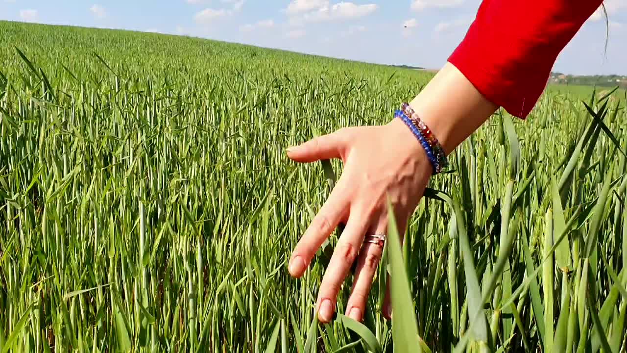 Playing with the grass in a sunny day of summer