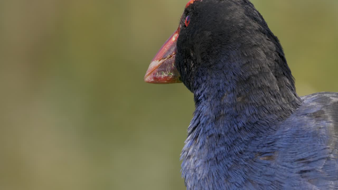Bellissimo Pukeko, un uccello nativo della Nuova Zelanda
