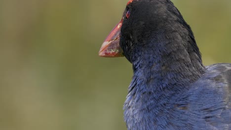 hermoso pukeko un pájaro nativo en nueva zelanda