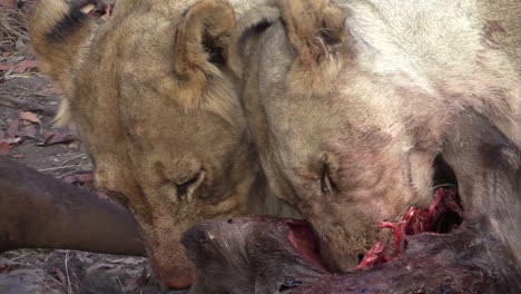 two lionesses tearing flesh from the bones of a killed wildebeest, close-up shot of heads