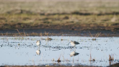 common greenshank feeding during spring migration flooded meadow wetlands