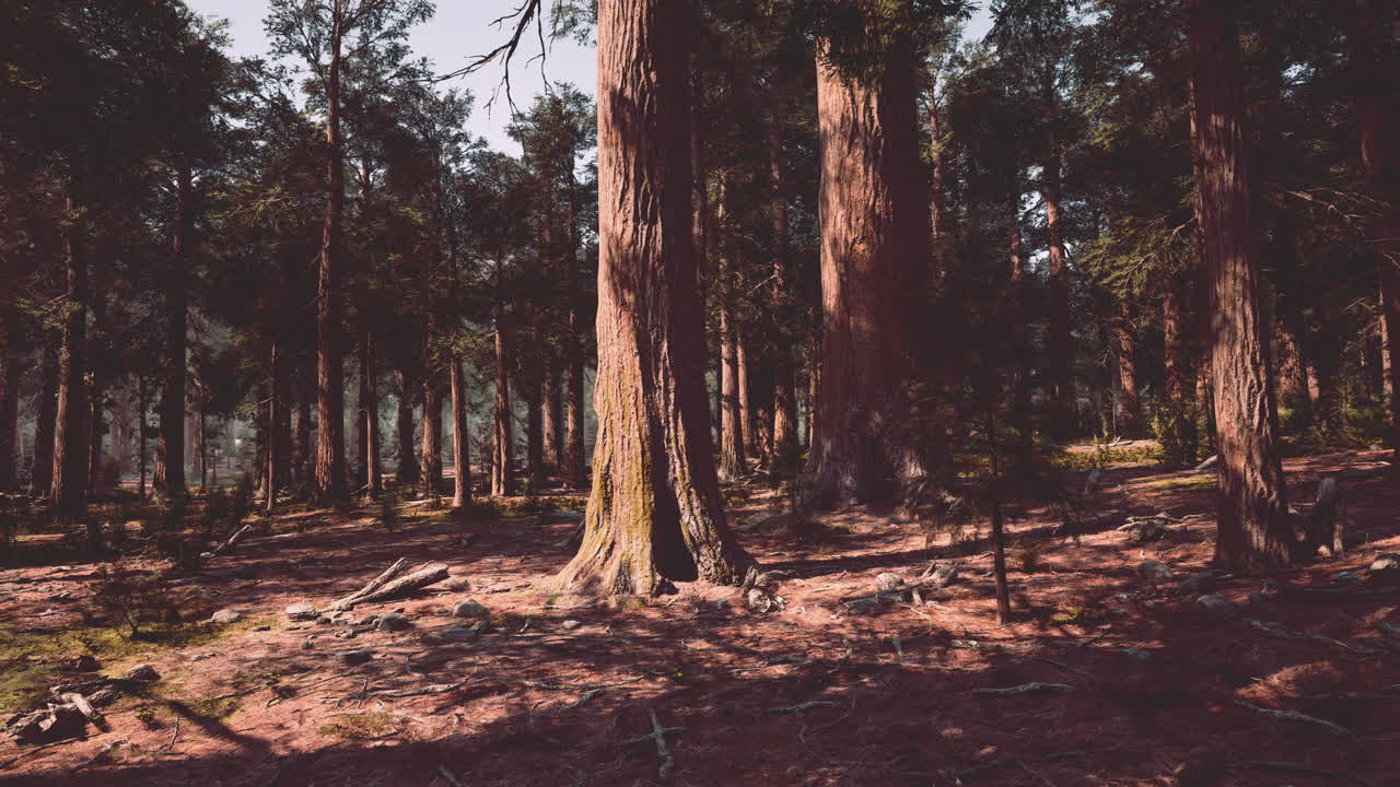 árboles altos en un bosque
