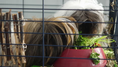 guinea pig stealing parsley from an other guinea pig's bowl