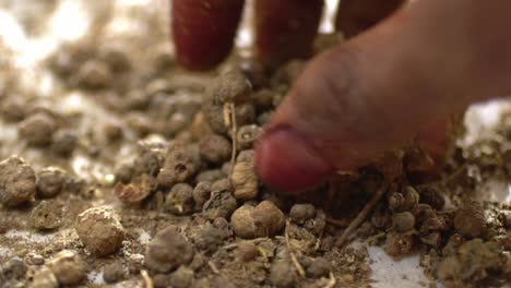 Macro-Shot-Of-Hands-Producing-Powder-From-Madder-Plant-Roots,-Herb-Used-For-Medicine-And-Textile-Dyes