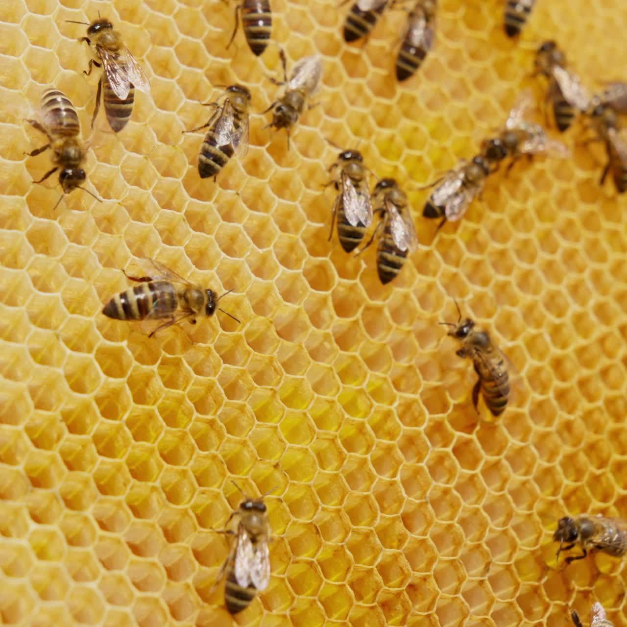 Celle di cera giallo chiaro create dalle api per conservare il miele. Alcuni insetti camminano sul telaio. Primo piano. Sfondo sfocato