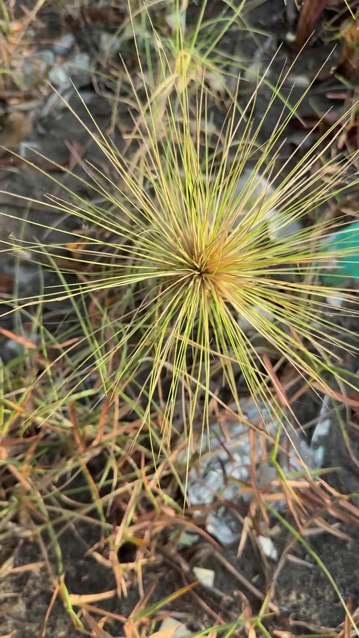 Stikkende grøn plante, der vokser på jorden med spredt affald