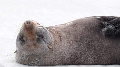 Seals-sea-lion-laying-portrait-in-New-Zealand