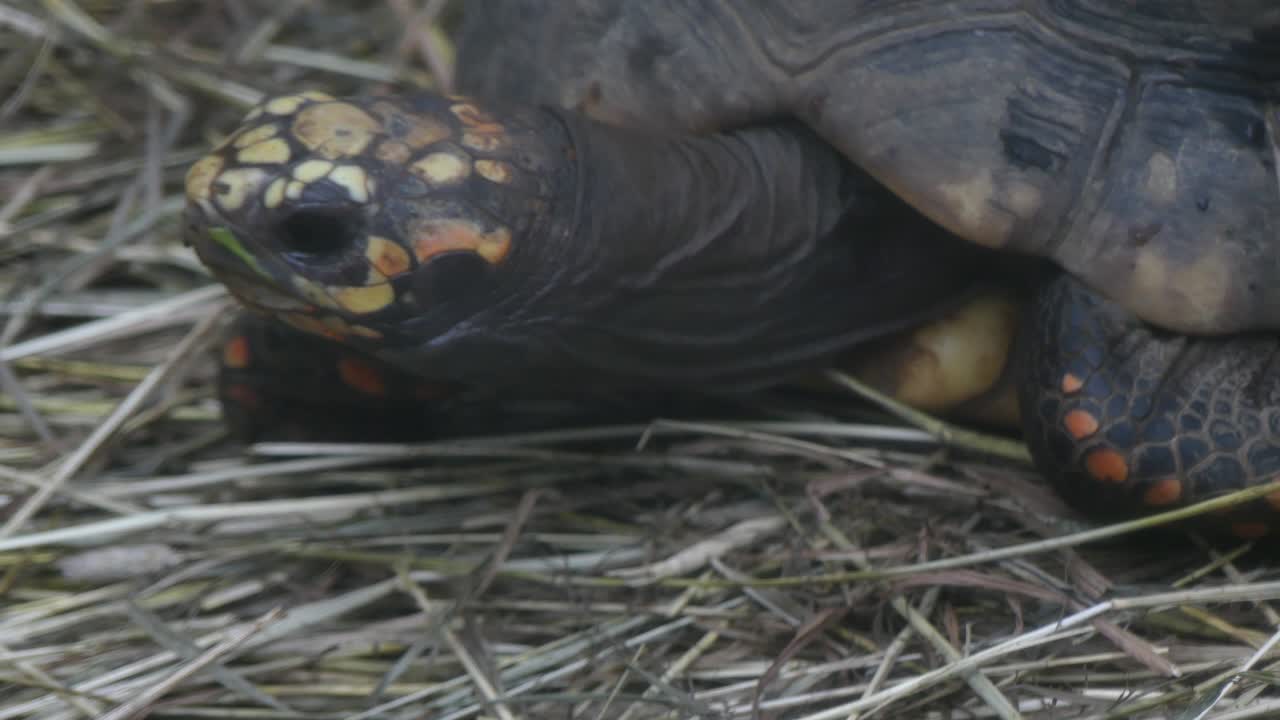 Sulcata tortoise opening mouth