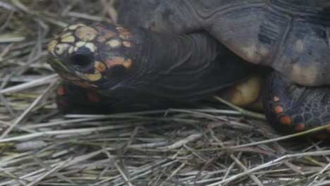 sulcata tortoise opening mouth