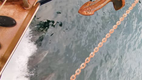 Friendly-Pod-Of-New-Zealand-Bottlenose-Dolphins-Swimming-And-Interacting-With-A-Tourist-Boat