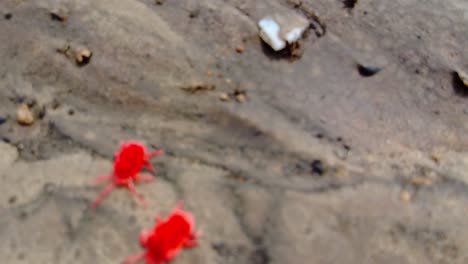 Slow-motion-cinematic-tracking-of-beautiful-red-true-rain-velvet-mites-couple-on-wet-sand-in-Gambia,-West-Africa