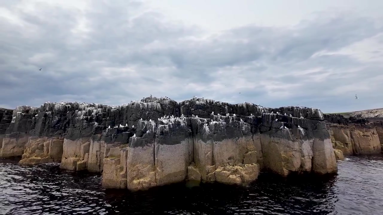 Oplev den naturlige skønhed på Farne-øerne, hvor utallige vilde fugle fanges på billeder, siddende på dramatiske, barske klipper under en naturskøn bådtur.
