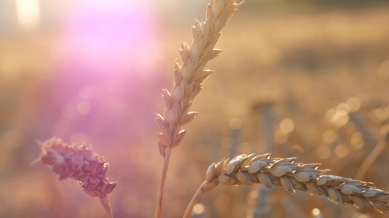 Primo piano di spighe di grano dorate con bagliore solare durante l'ora d'oro