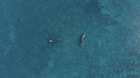 Whale-mother-with-baby-calf-swimming-in-blue-ocean