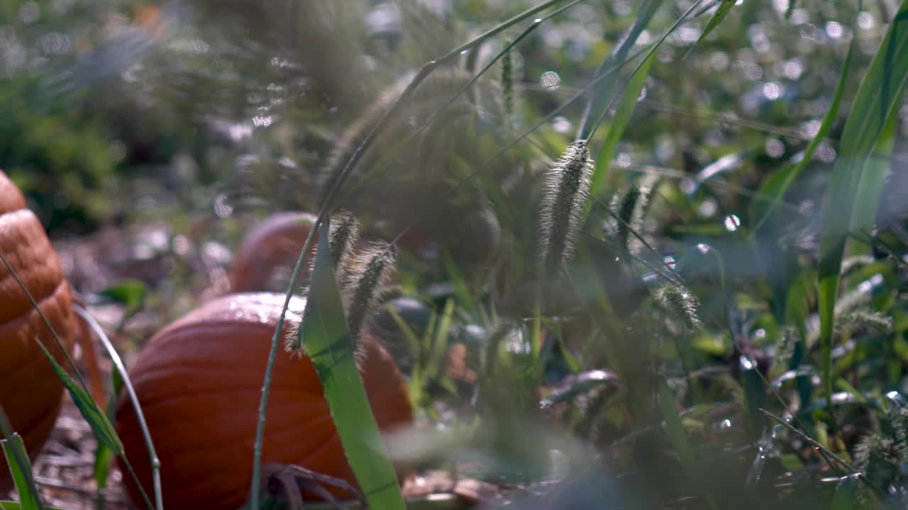 Pumpkins in a field