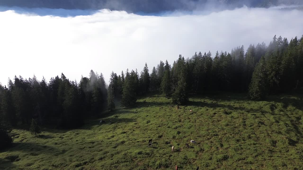 Aerial view of Cows grazing in an Alpine Landscape of Austria. Mountain Range above the Clouds in Background