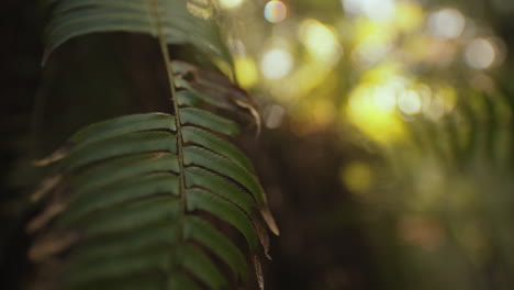 Close-up-slow-motion-shot-of-damaged-green-fern-with-nice-bokeh-handheld