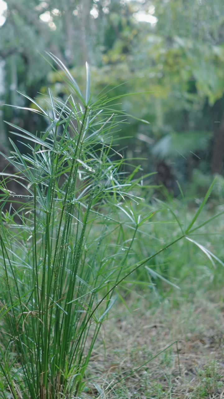Green Plants with Water Droplets