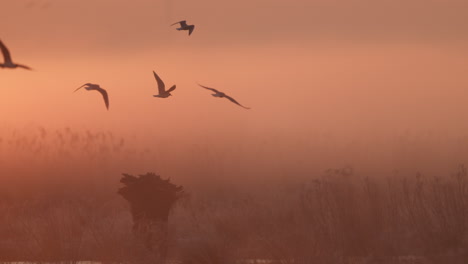 amanecer sobre un humedal brumoso con pájaros