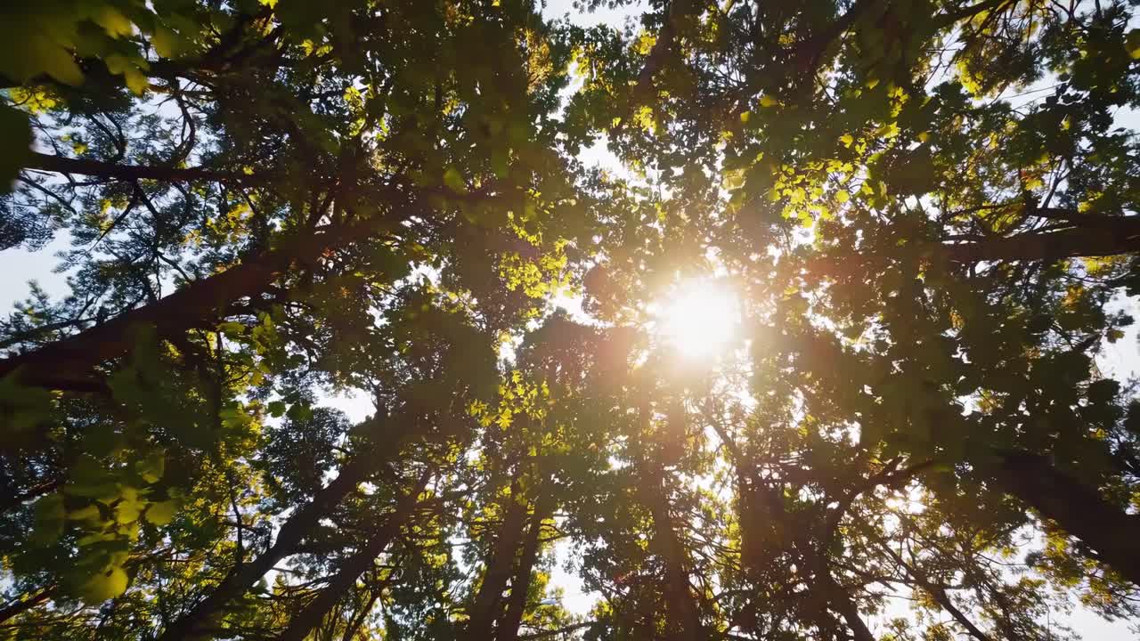 A serene upward view video of tall trees with sunlight filtering through leaves