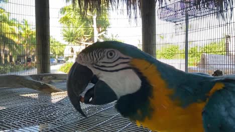 Parrot-in-front-of-the-camera,-lovely-pet-bird