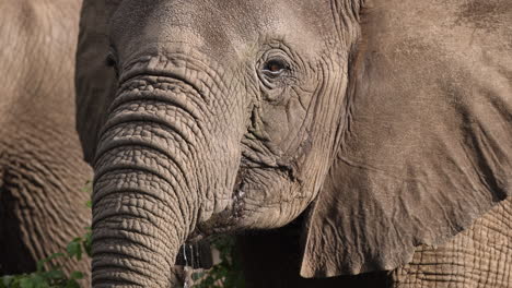 Close-up-of-elephant-drinking-water-from-a-river-in-Tanzania,-Africa