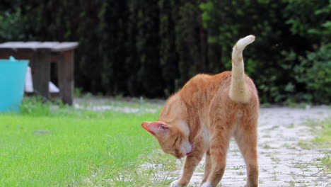 cat walking away down path in slow motion while stopping to groom