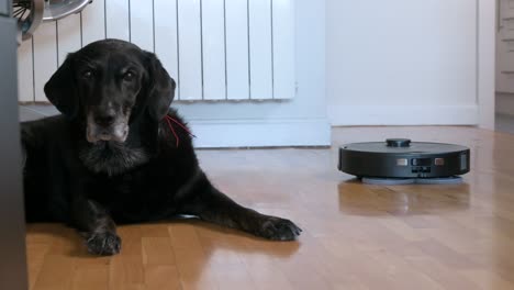 a self-driving autonomous robot vacuum cleaner cleans a hardwood floor as it passes by a black dog lying in the floor