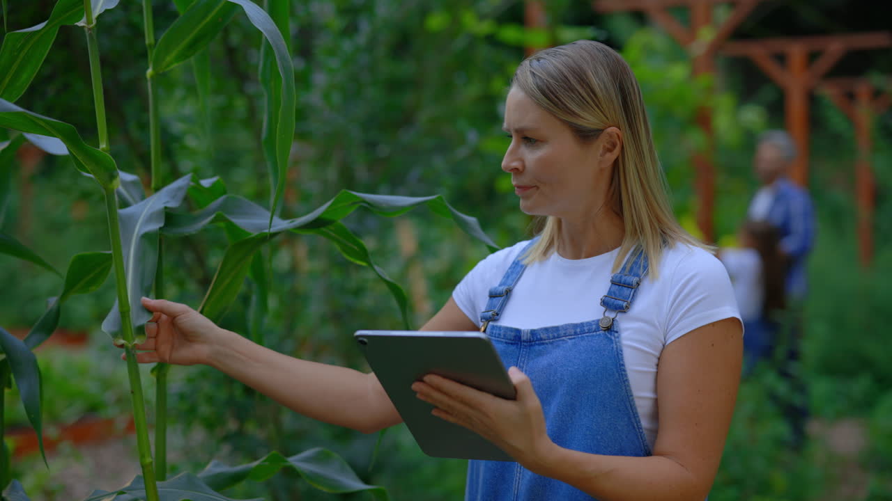 Woman Farmer Inspecting Corn Plants with Digital Tablet