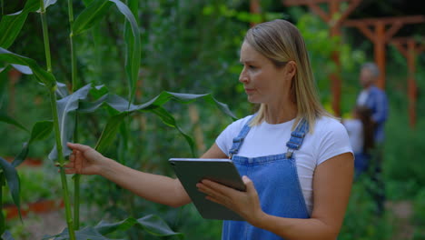 woman farmer inspecting corn plants with digital tablet