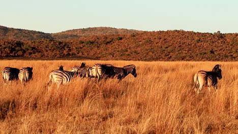 herd of wild zebras at sunset in their natural habitat africa safari grass land