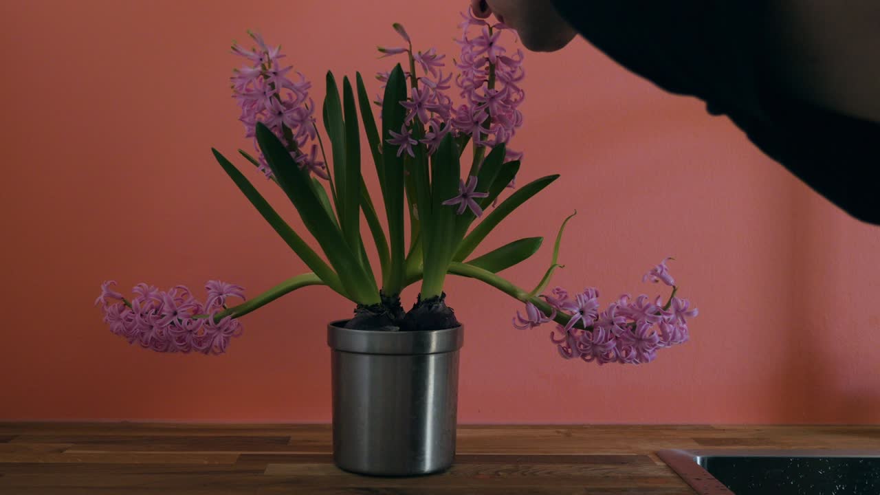 un jacinto de olor dulce