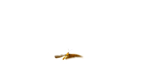 beautiful orange butterfly silver-washed fritillary argynnis paphia flying and sitting on white and green backgrounds close-up. looped 3d animation with green screen alpha mask.