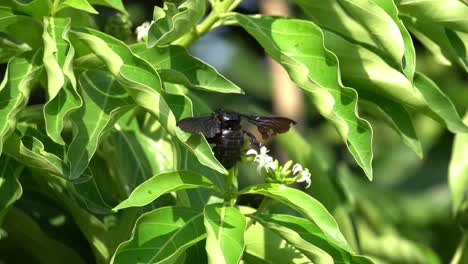 Carpenter-bee-collect-nectar.