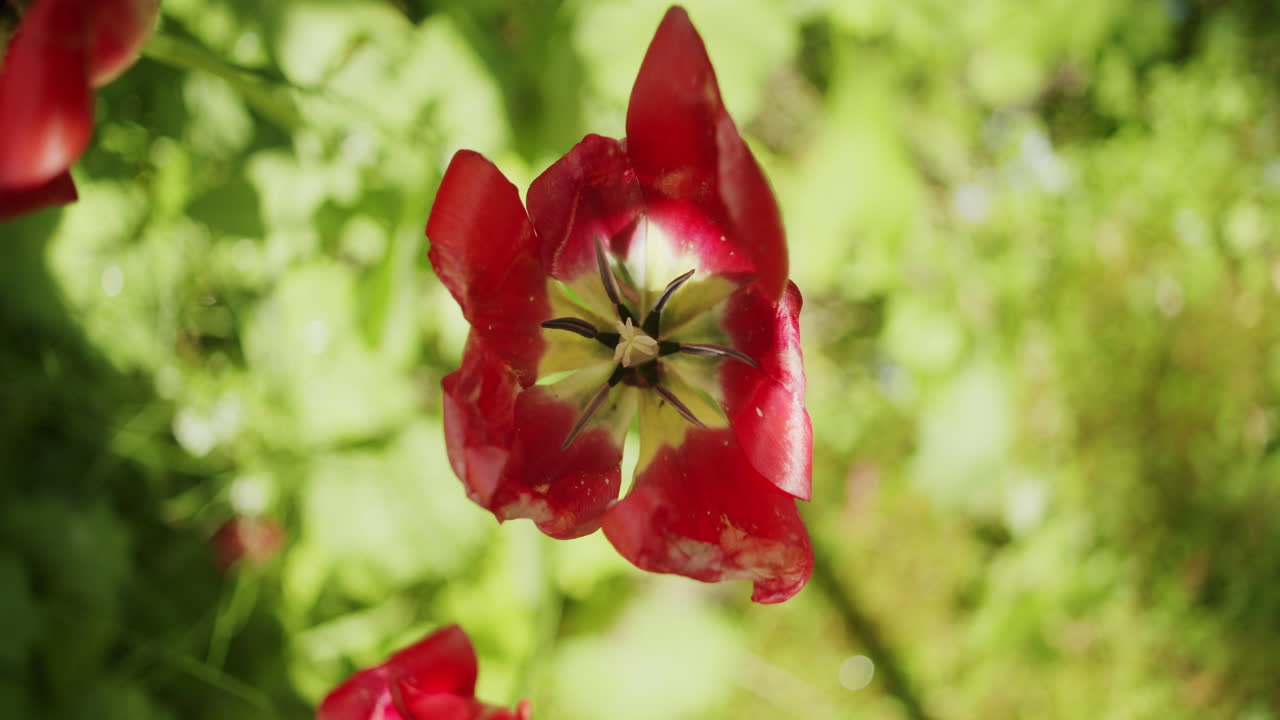 un primer plano medio de una flor de lirio rojo que crece en un típico jardín alemán