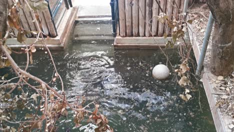 a pygmy hippopotamus wallowing in water in marwell zoo