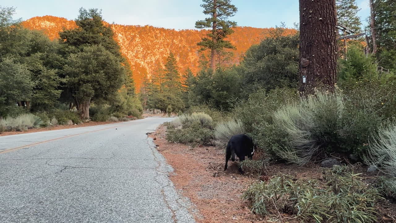 Pitbull-Terrier in escursione a Crystal Lake, CA, natura suggestiva, atmosfera serena.