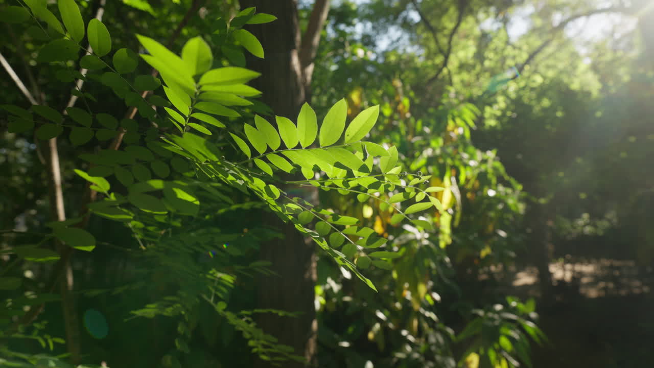 Bright greenery glows under full sunlight along path in lush Mediterranean Athens park