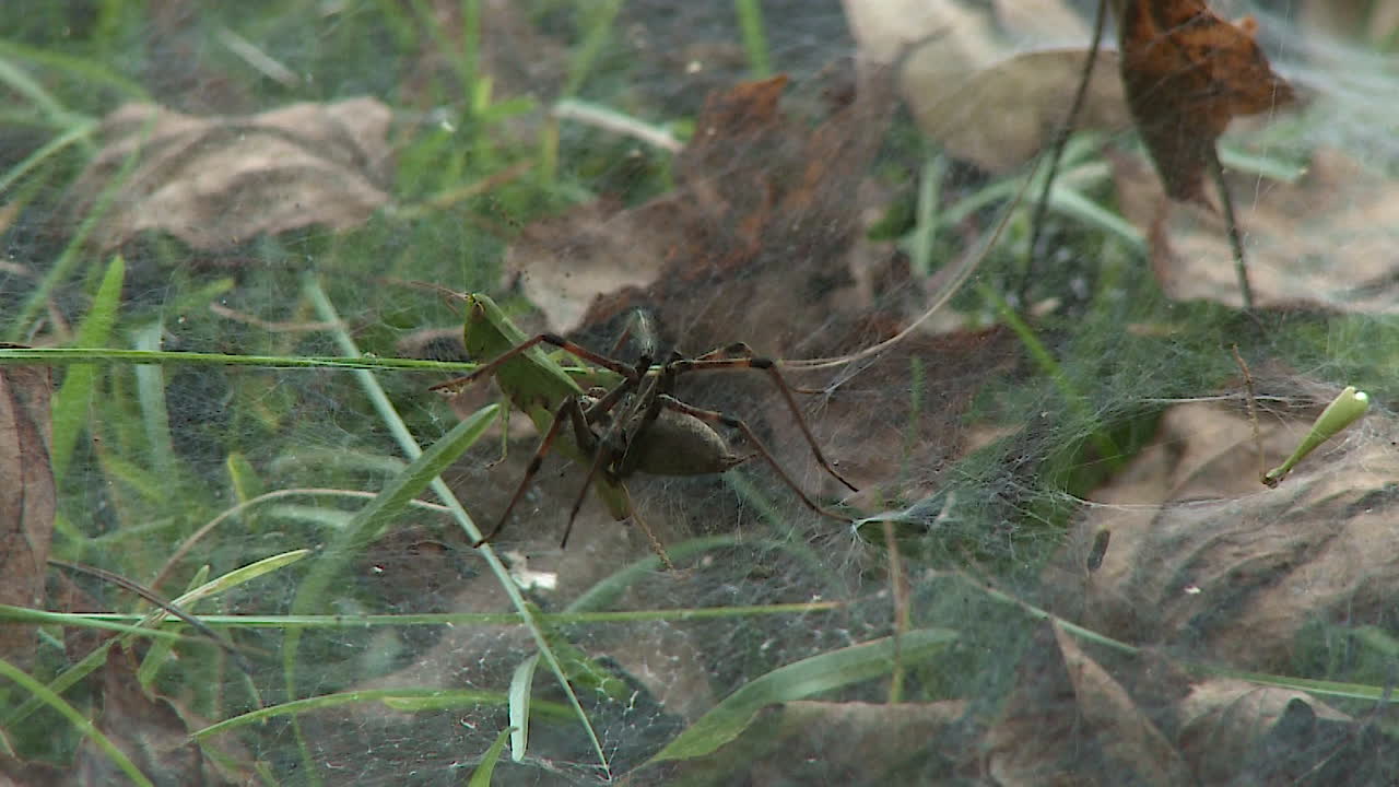 Spider Catching Grasshopper in Web