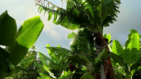 plantación de plátanos en una zona tropical, mini plátanos en los árboles