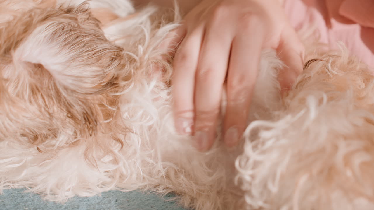 Closeup Of Owner Soothing Puppy With Soft Strokes, Gentle Pet Massage As Owner Lovingly Calms Small Puppy, Owner Carefully Caresses And Strokes Puppy To Soothe And Relax Its Anxious Mind