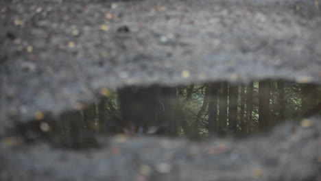 a woman jogs across a puddle reflecting the image of dozens of tress