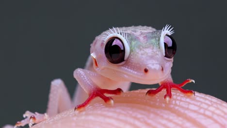 pequeño geco de pestañas posado delicadamente en el dedo humano, revelando la textura vibrante de la piel contra el fondo oscuro del estudio, mostrando delicados detalles exóticos de la vida silvestre
