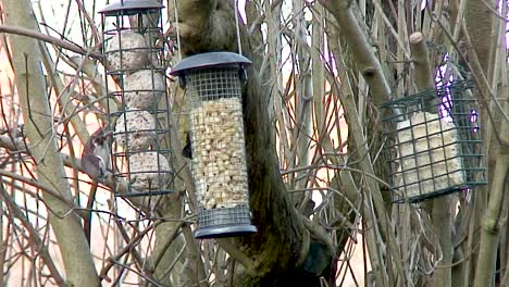 a house sparrow feeding on fat balls hanging in a lilac tree in a bird feeder