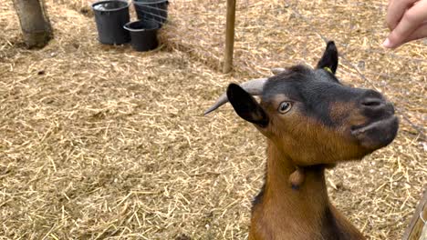 cabra enana felizmente recibiendo maíz en una granja de animales en un entorno rural