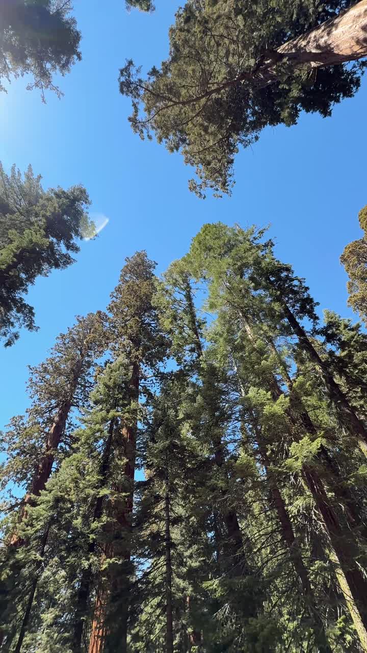 Vista dal basso di imponenti sequoie contro il cielo blu