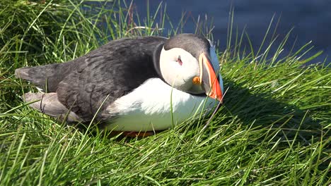 Schöne-Nahaufnahme-Eines-Süßen-Papageientauchers,-Der-An-Der-Küste-Islands-In-Der-Nähe-Von-Latrabjarg-Posiert-6