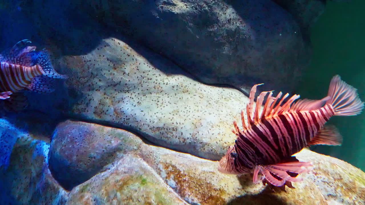 Group of Magnificent lionfish next to rocks in a large aquarium
