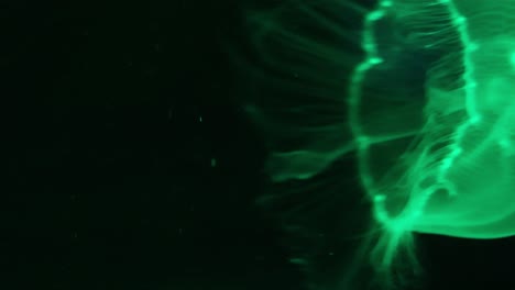 medusas en un acuario bien iluminado. 4k