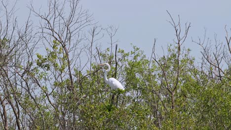 facing to the left while balancing during a windy hot day, great egret ardea alba, thailand